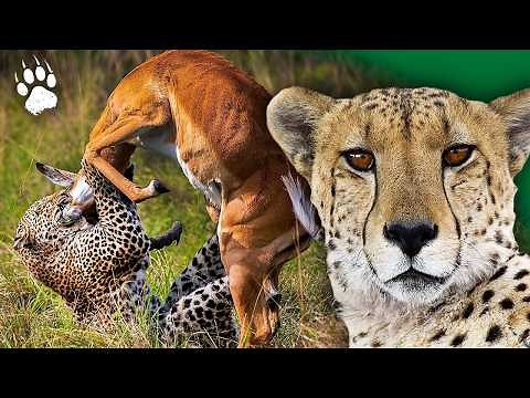 Savannah Survival: Animals’ Incredible Sensory Powers 🦁 | Documentary