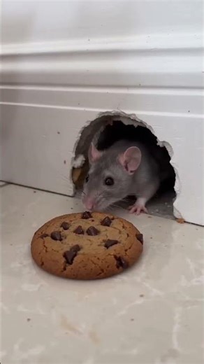 Secret Cat-Mouse Deal?! Cracker for Shiny Coin… Then Cat Gets Busted 😱🍪#shorts #funnycats