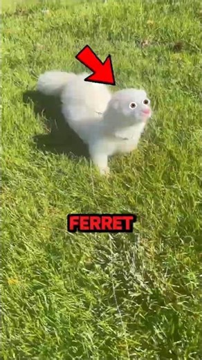 Top 3 Cutest Ferret Moments Ever Caught on Camera 🐾😂 (#1 Is Too Adorable) #shorts #ferret