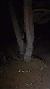 Someone Was Watching Me on My Hike 😨 #scarystory #horrorstory #scary #redditstories #paranormal