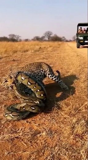 Leopard vs Python – who’s the real jungle king Watch the epic clash #wildlife #nature #animals
