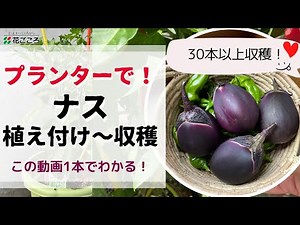 【プランターで】ナス栽培！植え付け〜収穫の管理【家庭菜園】
