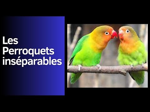 Les inséparables : ces oiseaux fascinants à découvrir