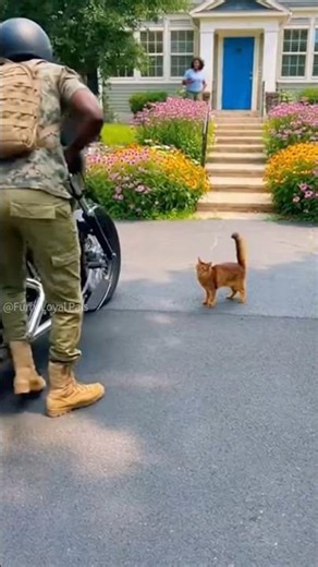 😺 🐈 Somali Cat jumps on Soldier's back! #cat