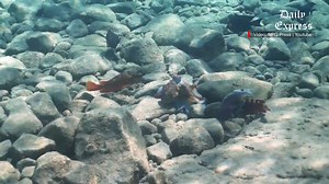 WATCH: A rare video has captured octopuses hunting alongside fish, revealing an unexpected level of cooperation between the species. The footage, part of a study published in Nature yesterday, shows the social interactions of the octopus species Octopus cyanea, also known as the big blue or day octopus, as it hunts in groups with several species of fish. REPORT: https://www.dailyexpress.com.my/news/242556/octopuses-hunt-with-fish-even-punching-uncooperative-partners-in-rare-footage-/ | Daily Exp