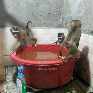 33K views · 2.4K reactions | So Happy Swimming | Tom & Jerry Family | Facebook