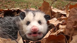 Large Virginia Opossum Mouth Open Hissing Stock Footage Video (100% Royalty-free) 3064873 | Shutterstock