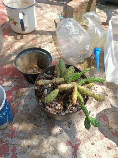 El cactus que se desarma solo: Opuntia fragilis 🌵