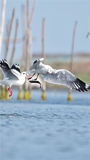 Speed, timing, and luck — only one seagull wins this mid-air chase.