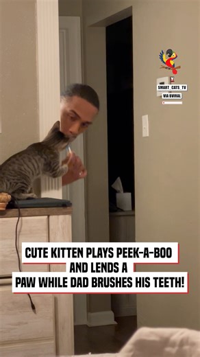 1.5K views · 186 reactions | Cute kitten is playing peek a boo and helping dad brush his teeth | The Macaw | Facebook