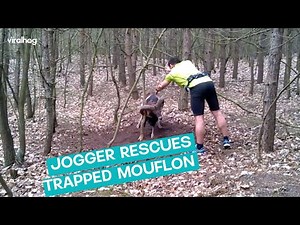 Jogger Rescues Mouflon || ViralHog