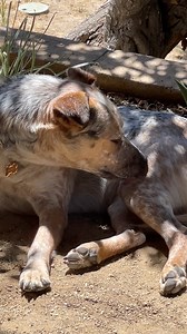 5.7K views · 42 reactions | Why do dogs like sunbathing? | Max Climax | Facebook