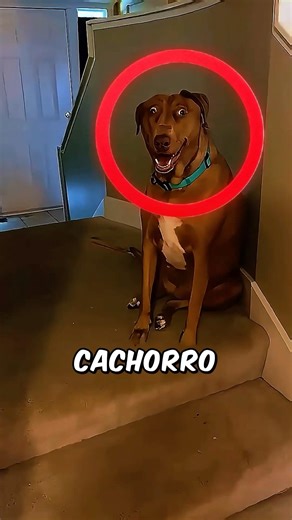 Ela acordou durante a madrugada... seu cachorro começou a de forma estranha.