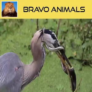Gray Herons Try To Eat Snakes | Snake Boss