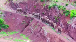 China's wild elephants head home from 800-mile trek