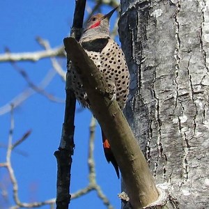 5.8K views · 54 reactions | Turn up your sound  listen to this northern flicker drum and call out - marking his territory and signalling for a mate!! Beautiful birds!! The longer video is up on my YouTube channel (link in profile)  | Pacificnorthwestkate | Facebook