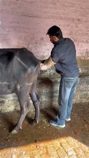 Pregnancy test in buffalo #cow #buffalo #dairy