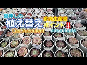 [Succulents] Leaf cuttings and repotting! ️Explanation!!