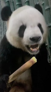 Wonderful Time! The giant #panda eats yummy bamboo shoots. (Video via Beijing Zoo) | China News 中国新闻网