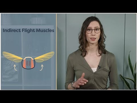 Module 04.07 Insect Flight Muscles | mechanism | entomology lectures | notes | entomological hub