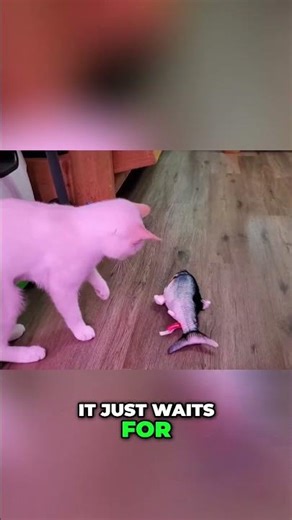 This motion-activated fish has my cat hunting nonstop #CatEnrichment #InteractiveToy #Shorts