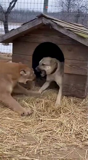 Cougar vs Dog: Doghouse Standoff! 😳🐾 | Intense Backyard Encounter #viralshorts