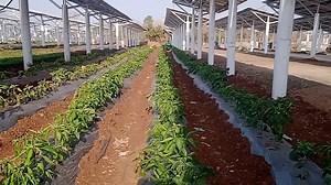 Country's Largest Agri-Voltaic Solar Plant In MP Helps In Electricity Generation And Organic Farming