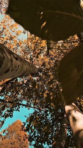 the process of a tree's transition to autumn #short #nature #mountains #forest