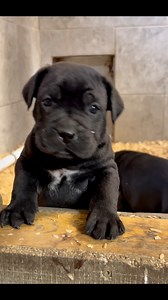 The Baby #canecorso #italianmastiff #blackcanecorso #canecorsopuppy | Prodigy Cane Corso Italian mastiffs