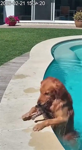 Dog Saves Baby Cat From The Pool #fyp
