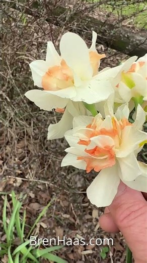 Double Daffodil Replete In my Garden