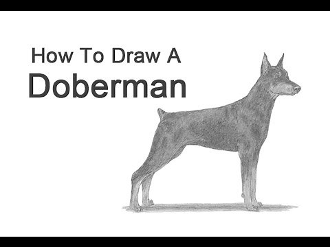 How to Draw a Dog (Doberman Pinscher)