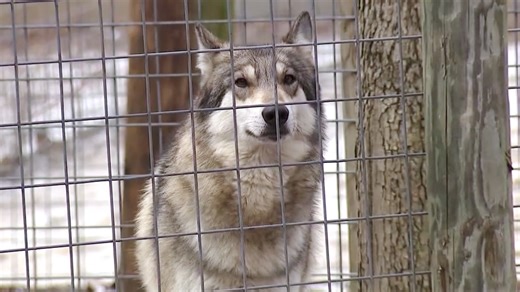 Throw your ex to the wolves (not literally) this Valentine’s Day