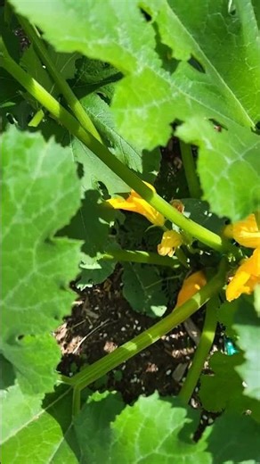 I Never Knew Hummingbird Moths Loved This Plant! 😲🐛