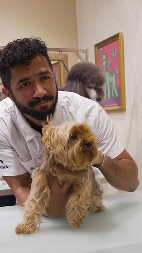Popeye looking handsome after his 💇‍♂️ 🎥 by @groomhaus 🤩 #yorkie #yorkshire #doggroomer #gabrielfeitosa #cutedog | Gabriel Feitosa