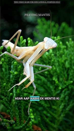 Praying Mantis Eyes #science #sciencefacts
