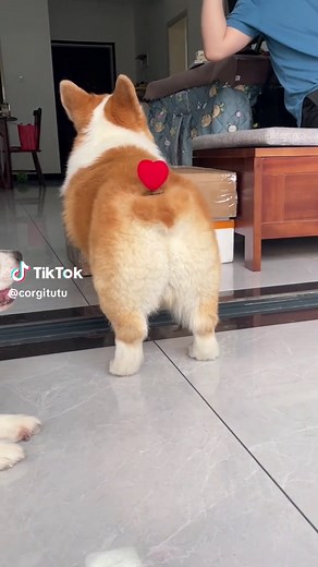 Tutu’s dayliy life on TikTok