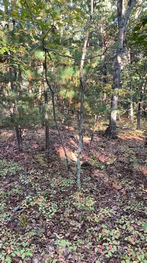 Orienteering USA on Reels