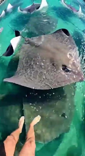 Waterslide into pool full of giant rayfish #funny #memes