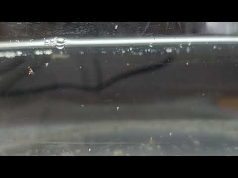 Small Baby Triops Swimming