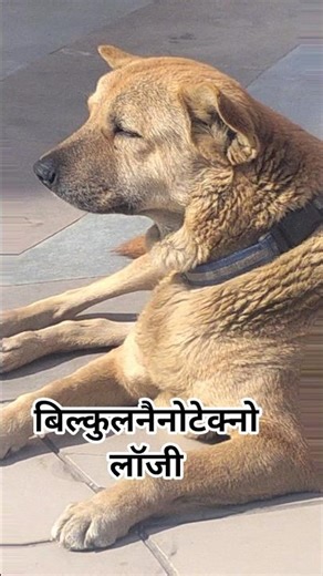 Nano technology #trending #funny #dogs #memesdaily