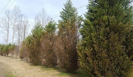 Leyland Cypress Issues and Alternatives - Alexander County Center | N.C. Cooperative Extension