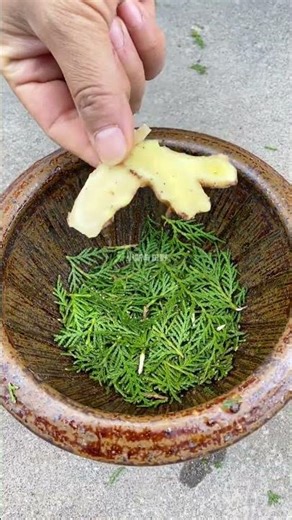 Unveiling the Hidden Power of Platycladus orientalis Leaves in Villages