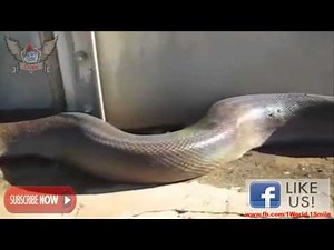 WTF : World's Largest Snake (anaconda) Prank