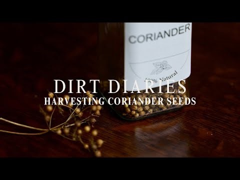 Harvesting Coriander Seeds: Step-by-Step Garden Tutorial for Beginners