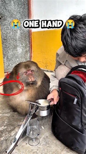 monkey drinking the banana juice #nature #monkey #ytshorts #bananajuice
