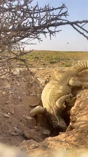 Monitor lizard running for its life #monitorlizard #lizard #lion #wildlife #foryoupage #viral