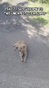 We accidentally bumped into a cute little explorer fella, and now we have to say goodbye 🥲 #abandoned #mystery #exploration #urbex #ghosttown #PuertoRico #luxuryresorts #traveladventure #BitcoinBillionaire #eeriestory | Steve Ronin