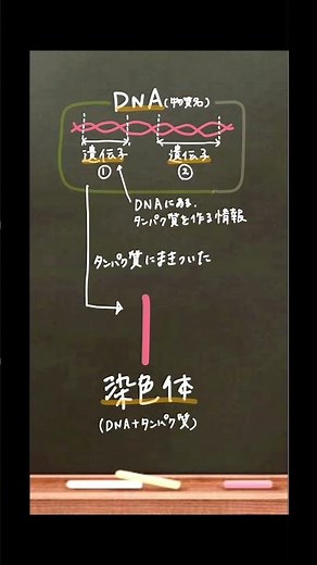 The Difference Between Genomes, Genes, DNA, and Chromosomes (Repost) #BasicBiology