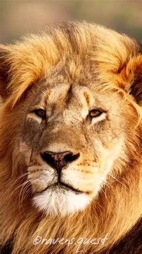 45 reactions · 4 comments | King of Amakala 9 December 2025 @ravens.quest Beautiful pictures of Guapo | Kimberly Lopez | Facebook